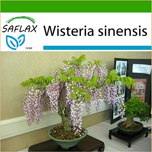SAFLAX - Glicinia - 4 semillas - Con sustrato - Wisteria sinensis