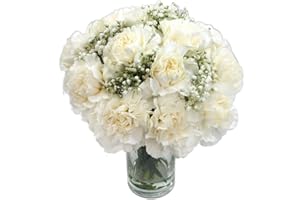 Clare Florist White Carnations Fresh Flower Bouquet - Beautiful Flowers for All Special Occasions