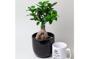 Bonzi Tree – Beautiful Indoor House Plants Ficus Ginseng, 13cm Pot, Tropical Plants UK