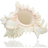 Large Natural Seashells, Large Ocean Conch 17-20 cm (2)
