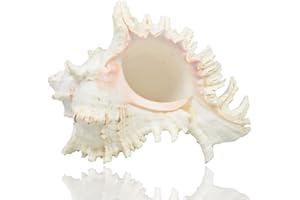 Jangostor Grandi Conchiglie di Mare Naturali, Enormi Conchiglie 17-20CM (2)