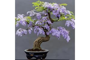 EASY GROW SEEDS Blue Jacaranda 'Jacaranda Mimosifolia' Tropical Houseplant Seeds for Tree or Bonsai - 10 Seeds
