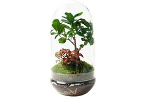 KOKEDAMAS LUCCIANA Terrario Plantas Cristal - Cúpula con Ficus Ginseng y Fittonia | Jardin Eterno en Cristal o Ecosistema Cerrado | Ideal para Decoración Hogar | Grande, 36 cm x 19 cm