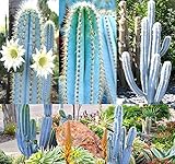  Pinkdose ~ Bulk ~ Pilosocereus Blue Rare Cactus Mix - Cactus Seeds Gorgeous Blue - Collector Dream Perfect For Greenhouse Or As House Plants (0030 Seeds - 30 Seeds)