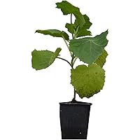 Seedeo® Blauglockenbaum (Paulownia tomentosa) Jungpflanze ca. 15 cm höhe