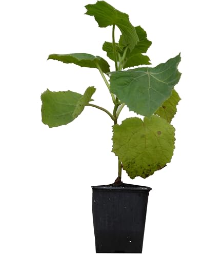 Katappenbaum Terminalia catappa Pflanze 25-30cm Indische Mandel  Seemandelbaum : Amazon.de: Garten