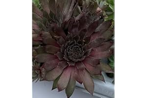 Blumen Eber Hauswurz - Sempervivum 'Big Sam Power Grenade' - Dachwurz, Sempervivum, winterhart im Topf 11 cm - 11 cm