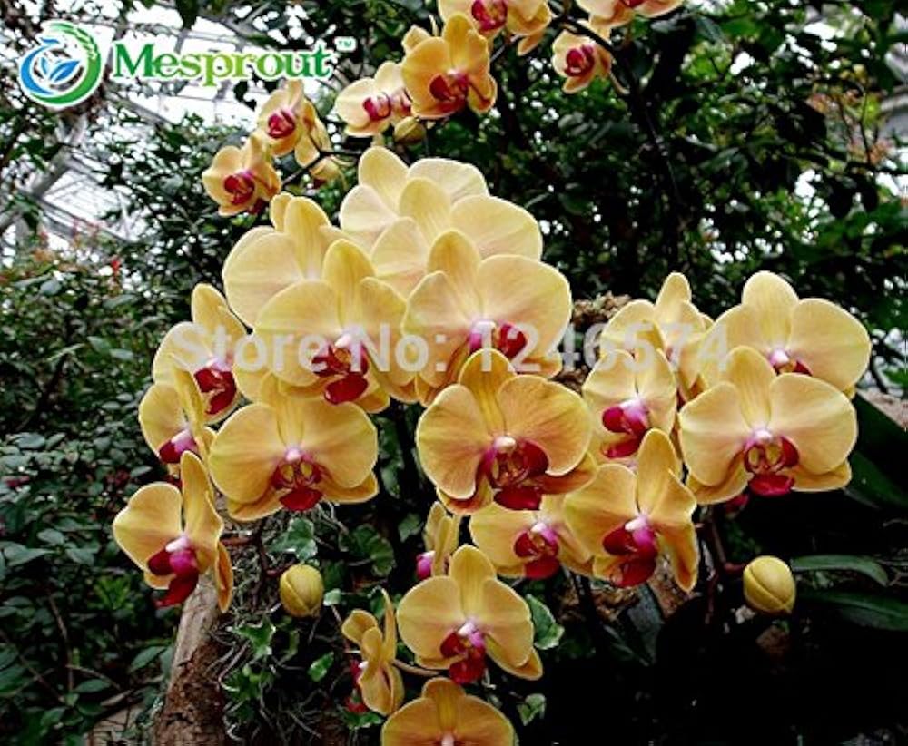 Африкан сансет орхидея. Орхидея фаленопсис карина. Фаленопсис африканский. Фаленопсис голден венус. Фаленопсис африканский.