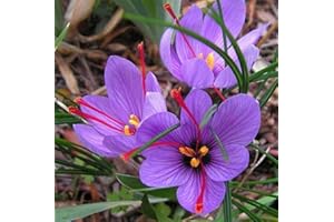 FLOWER FIELD STORY 5 Piezas Azafrán Crocus Bulbos ¡Florece El Otoño Cultiva Tu Propia Especia De Azafrán (Crocus Sativus)! ¡Plante Ahora Para Las Flores De Otoño!