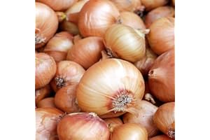 SCHONE 8 Pcs Shallots Golden Gourmet- Lovely Flavour- A Great Beginners Variety- Easy to Grow- RHS Award Recipient- for Your Kitchen Garden