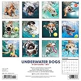 Image de Underwater Dogs 2017 Calendar