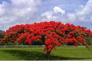 SVI 20 semillas Delonix regia B6 Royal Poinciana Flamboyant árbol de llama Gulmohar