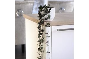 THOMPSON & MORGAN String of Hearts Ceropegia Woodii House Plant Tender Perennial Houseplant Plants Easy to Grow Your Own 1x 10cm Potted Plant by Thompson and Morgan