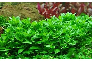 ‎AQUAONE AquaOne Aquarium Pflanze Staurogyne repens I Wasserpflanze Aquariumpflanze Stängelpflanze voll durchwurzelt einfach pflegeleicht Aquascaping Dekoration