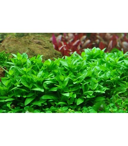 Zoomeister - 5 Bund KRIECHENDE LUDWIGIE (LUDWIGIA REPENS) : Amazon.de:  Haustier