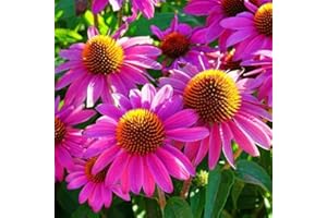 HAPPY GREEN SHOP Purple Coneflower Ruby Star 230 Seeds + Plant tag + Freebie - Echinacea purpurea