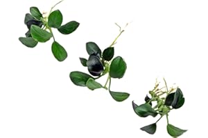 K2AQUA 3 Anubias Nana Petite Live Aquarium Plants Freshwater Tropical Aquascaping Fish Tank