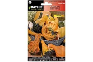 Semillas Batlle Zucchine Adorno assortite