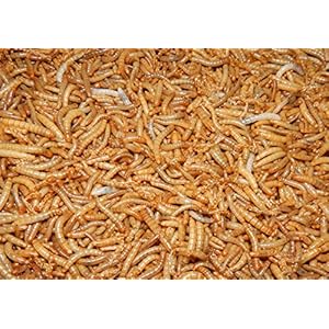 Mehlwürmer lebend 1kg, Reptilienfutter, Igelfutter, Vogelfutter