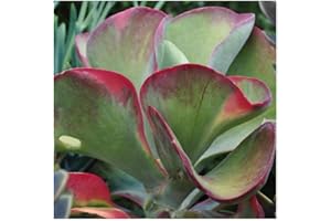 EXOTIC PLANTS Kalanchoe thyrsiflora - Wüstenkohl - 20 Samen