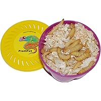 Bienenmaden, Wachsmottenlarven, Angelköder 40Stk. lebend