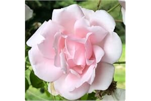 Rose Bare Root 'New Dawn' Climbing Rose..Meduim Soft Pink Scented Blooms by Growtanical®