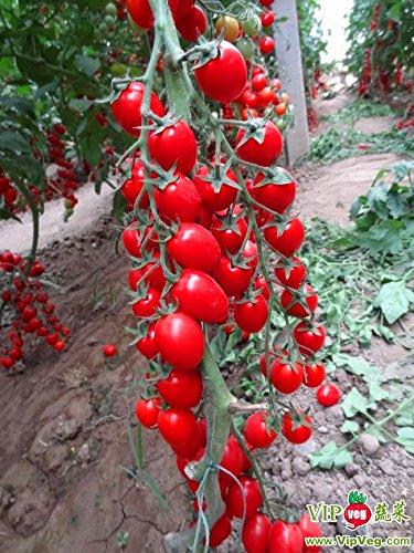 200 Samen, fünf Zoll Karottensamen, guter Geschmack, Hof oder Topffruchtgemüsesamen für zu Hause Garten Bepflanzung