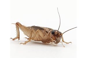 Eurocrickets | Live Crickets (Acheta domesticus) size nr-2 (6-8 mm) Small