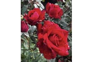 THE GARDEN ROSE COMPANY ‘Carol Ann’ – 4L Potted Rose –Scarlet Red Blooms – Lovely Gift Idea