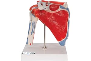 3B Scientific A880 Articolazione Scapolomerale con Cuffia dei Rotatori, 5 Pezzi + software gratuito di anatomia - 3B Smart Anatomy