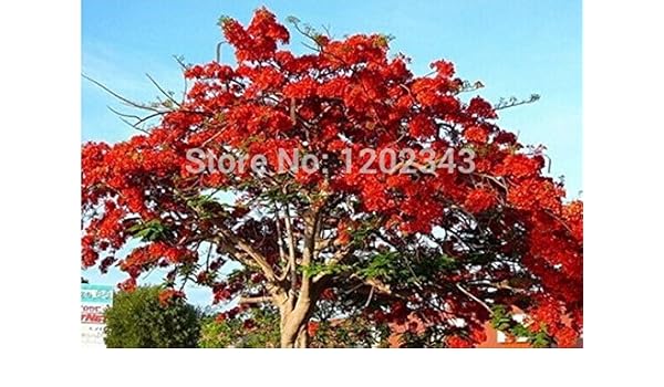 Poinciana Tree