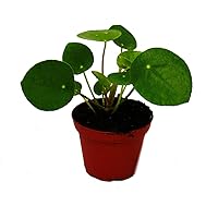 Exotenherz - Mini - Pilea peperomioides - Glückstaler - Chinesischer Geldbaum - Bauchnabelpflanze im 5,5cm Topf