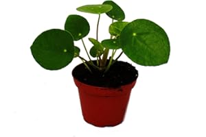 Mini - Pilea peperomioides - Chinese money tree - belly button plant in 5.5cm pot