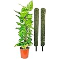Nayra Plant Support Moss Stick(3 Ft Pack of 2)- Green Grass Pole for Plants Support, Support Stick for Money Plant, Climbing Indoor Plants