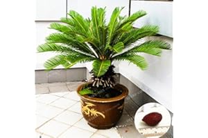 SVI Cícadas árbol 100% verdadera semilla maceta Cycas Revoluta Semillas Semilla de plantas populares del paisaje Inicio Jardín fácil de cultivar 1 PC / bolso