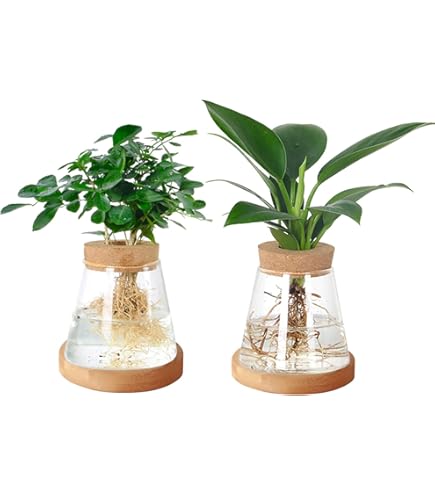 Terrarium Suspendu à 3 Niveaux Avec 15 Tubes à Essai - Support En Bois Et Corde Pour Boutures Et Plantes - Décoration Végétale