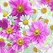 Produktbild Paper+Design Motivservietten "Blossom carpet"