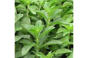 MONDOPIANTE Stevia Rebaudiana Bertonii Vaso 7cm