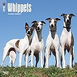 Whippets - Kleine Englische Windhunde 2018 - 18-Monatskalender mit freier DogDays-App: Original BrownTrout-Kalender [Mehrsprachig] [Kalender] (Wall-Kalender) by 