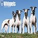 Whippets - Kleine Englische Windhunde 2018 - 18-Monatskalender mit freier DogDays-App: Original BrownTrout-Kalender [Mehrsprachig] [Kalender] (Wall-Kalender) by 