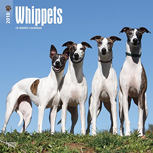 Whippets - Kleine Englische Windhunde 2018 - 18-Monatskalender mit freier DogDays-App: Original BrownTrout-Kalender [Mehrsprachig] [Kalender] (Wall-Kalender)