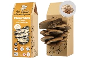 LA BOITE A CHAMPIGNONS - Kit Pleurote Gris - Kit A Faire Soi-Même - 2 Personnes