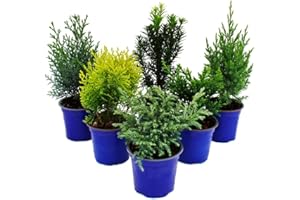 Exotenherz Zwerg-Koniferen-Set mit 6 Pflanzen - kleine Nadelgehölze für Beet und Balkon - im 10,5cm Topf