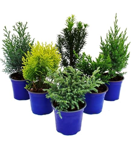 Thuja occ. 'Danica' - kugeliger Zwerg-Lebensbaum -Zwergkonifere langsam  wachsend im 17 cm Topf : Amazon.de: Garten