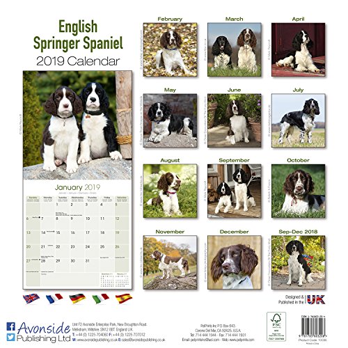 Book's Cover of English Springer Spaniel Calendar 2019