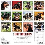 Image de Just Rottweilers 2017 Calendar
