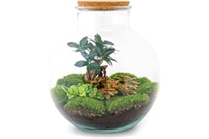 URBANJNGL Terrarium végétal - Bolder Bob Bonsai - Ecosystème végétal -↑30 cm - Jardin en Bouteille - Bricolage - Kit de Bricolage - Ensemble Complet de Terrarium - Mini écosystème avec Plantes en Bouteille