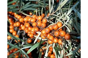 FLORANZA.DE Sanddorn Pollmix männlich Hippophae rhamnoides Pollmix Containerware 40-60 cm