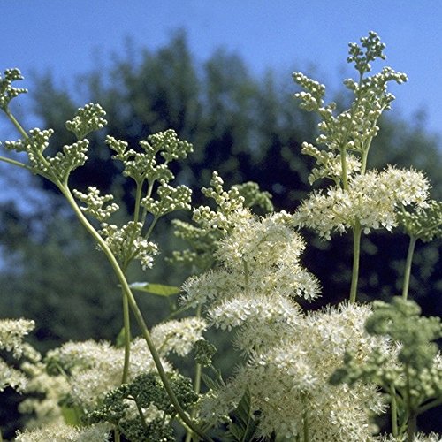 Mädesüß (Bio-Saatgut) 100 Samen