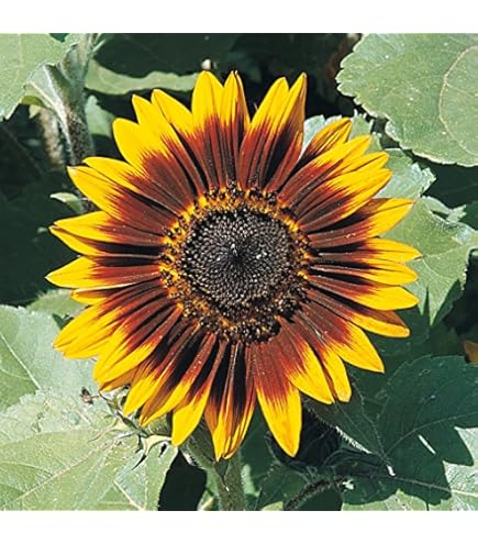 Semi Di Girasole Cioccolato - Confezione Da 50 Semi | Fiori Rossi-Marroni Per Giardino E Bouquet